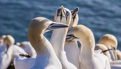 小区业主还原于朦胧坠楼细节：友人曾用衣物遮面，警方排除刑嫌