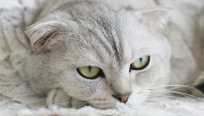 小区业主还原于朦胧坠楼细节：友人曾用衣物遮面，警方排除刑嫌